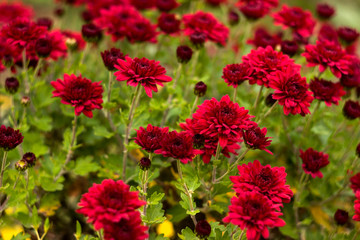 Bush of red chrysanthemums blooms in the garden, bright autumn flowers like chamomile, background