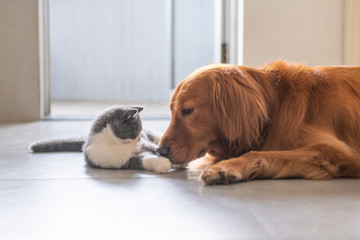 Golden Retriever and Kitten