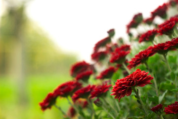 Red chrysanthemums in the garden, bright autumn flowers like chamomile, background