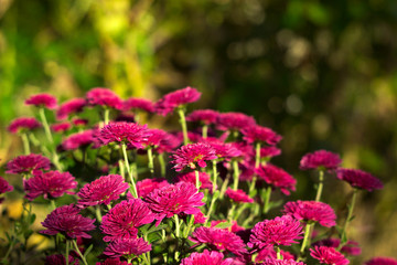 Obraz premium Beautiful pink chrysanthemum growing in the garden, background, autumn flowers