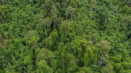 Forest texture view from above, Aerial view forest.