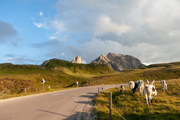 A cow grazing in a pasture in the Italian Dolomite Mountains