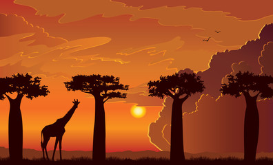 Naklejka premium Giraffe, baobabs tree, sunset, africa