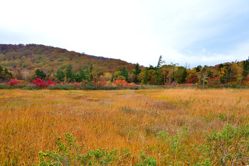 秋の八幡平大沼の紅葉情景