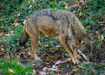 National Park of Abruzzo, Lazio and Molise (Italy) - The autumn in the italian mountain natural reserve, with wild animals, little old towns, the Barrea Lake. Here: the wolf