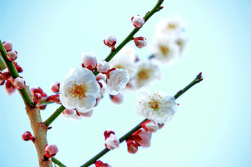 Japanese plum blossoms in early spring