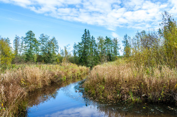 Fototapeta na wymiar forest pond in autumn