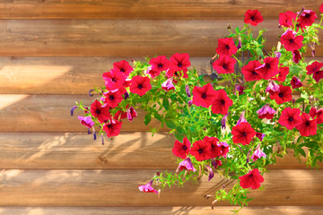 Fototapeta na wymiar Flowers of dark red petunia against the background of the log wall.