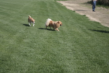 me ne torno dalla mamma