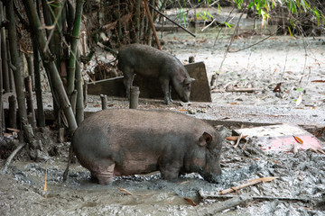 The pig farm is very dirty. Its feet sink under the mud.