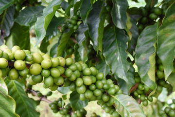 Coffee leaves green, Top leaves coffee on white background.
