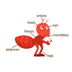 Illustration of ant vocabulary part of body.vector