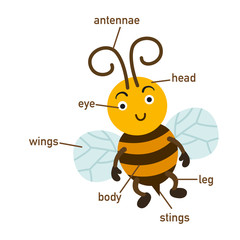Illustration of bee vocabulary part of body.vector