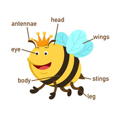 Illustration of bee vocabulary part of body.vector