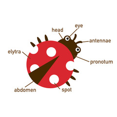 Illustration of ladybug vocabulary part of body.vector © Jehsomwang