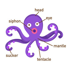 Illustration of squid vocabulary part of body.vector