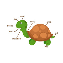 Illustration of turtle vocabulary part of body.vector