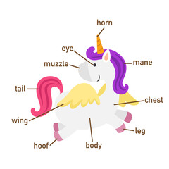 Illustration of unicorn vocabulary part of body.vector