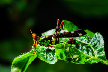Grasshopper on leaf 