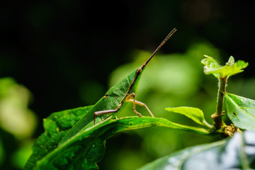 Grasshopper on leaf 