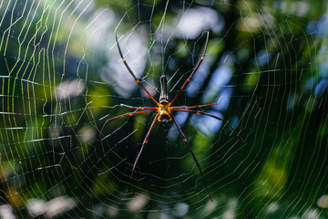 Spider on spider web