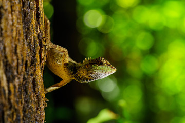 Lizard  with bokeh background