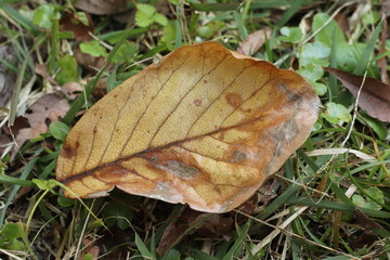 いろんな落ち葉