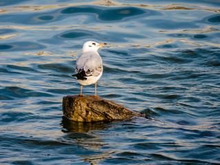 Seagull on the log in Sava river, Belgrade.
