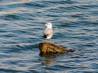 Seagull on the log in Sava river, Belgrade.