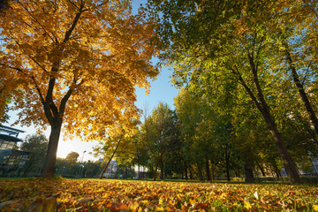 Golden autumn in the city park