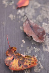 いろんな色の落ち葉