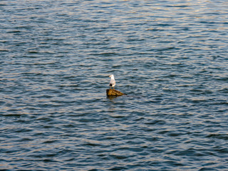 Seagull on the log in Sava river, Belgrade.