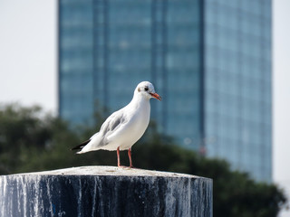 Seagull standing the marina stump with skyscraper in the background