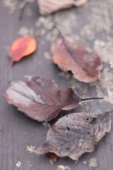 いろんな色の落ち葉