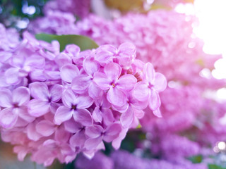Purple flowers lush lilac in the sunlight. The fragrant flowers bloom in may. Romantic frame