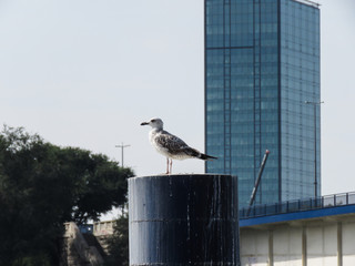 Seagull standing the marina stump with skyscraper in the background