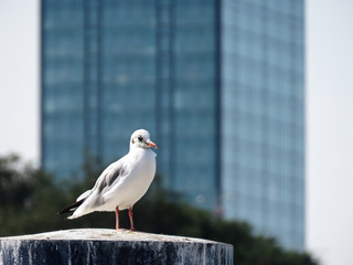 Seagull standing the marina stump with skyscraper in the background