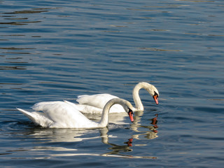 Swans in the Sava river, Belgrade.