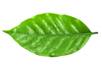 Fototapeta na wymiar Coffee leaves green, Top leaves coffee on white background.