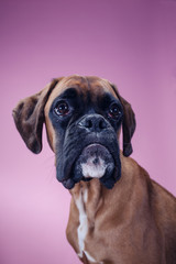 Close up on boxer dog's head.