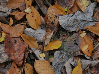 autumn leaves on the ground