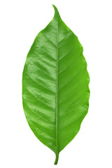 Obraz premium Coffee leaves green, Top leaves coffee on white background.
