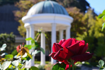 rose garden