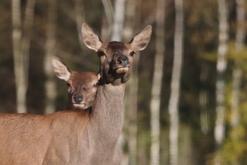 Doe, deer standing in the grass. Wildlife scene from nature.Cervus elaphus. Portrait of forest animal.