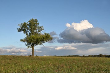 Fototapeta premium Czech typical summer landscape with tree. Landscape with meadow and clouds.