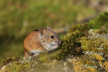 Single Striped field mouse on a ground during a spring period. Apodemus agrarius. Wildlife scene from nature