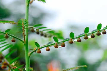 Seed-under-leaves are medicinal plants used as an ingredient in traditional medicine.