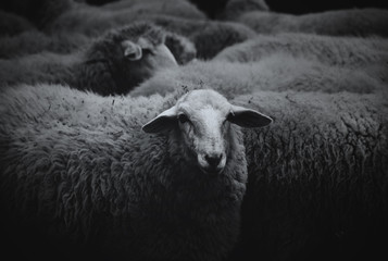 Un groupe de brebis en Toscane, serrées les une contre les autres