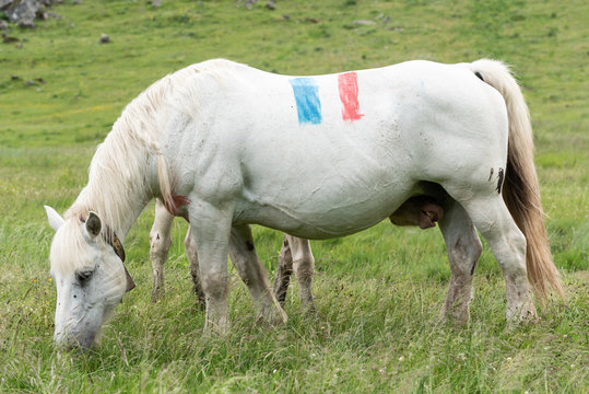 Cheval blanc avec un dessin du drapeau fran&ccedil;ais et son poulain 