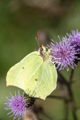 Closeup macro of a yellow brimstone butterfly